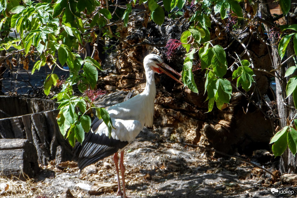 árnyékba húzódva