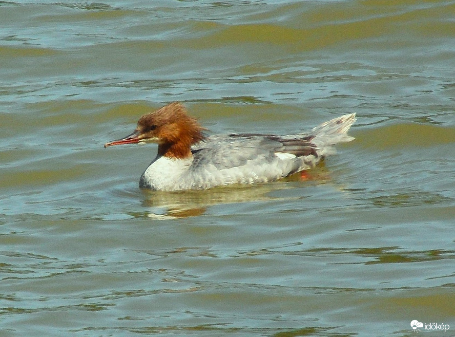 bukó a vizen