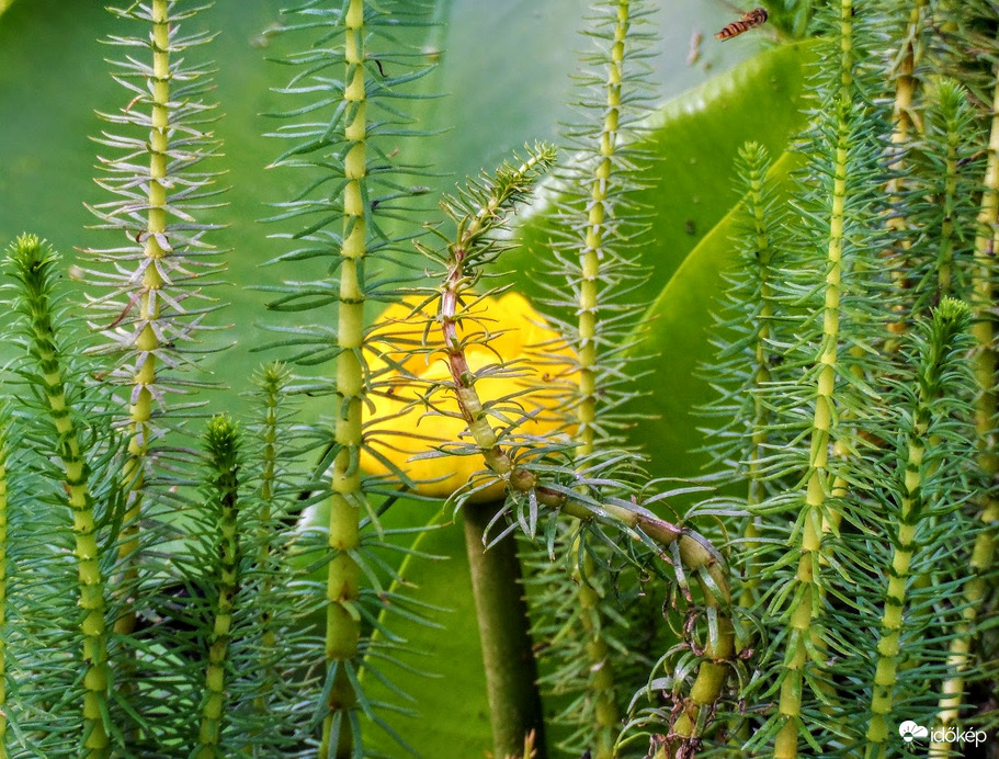 újra virágzik a vizitök
