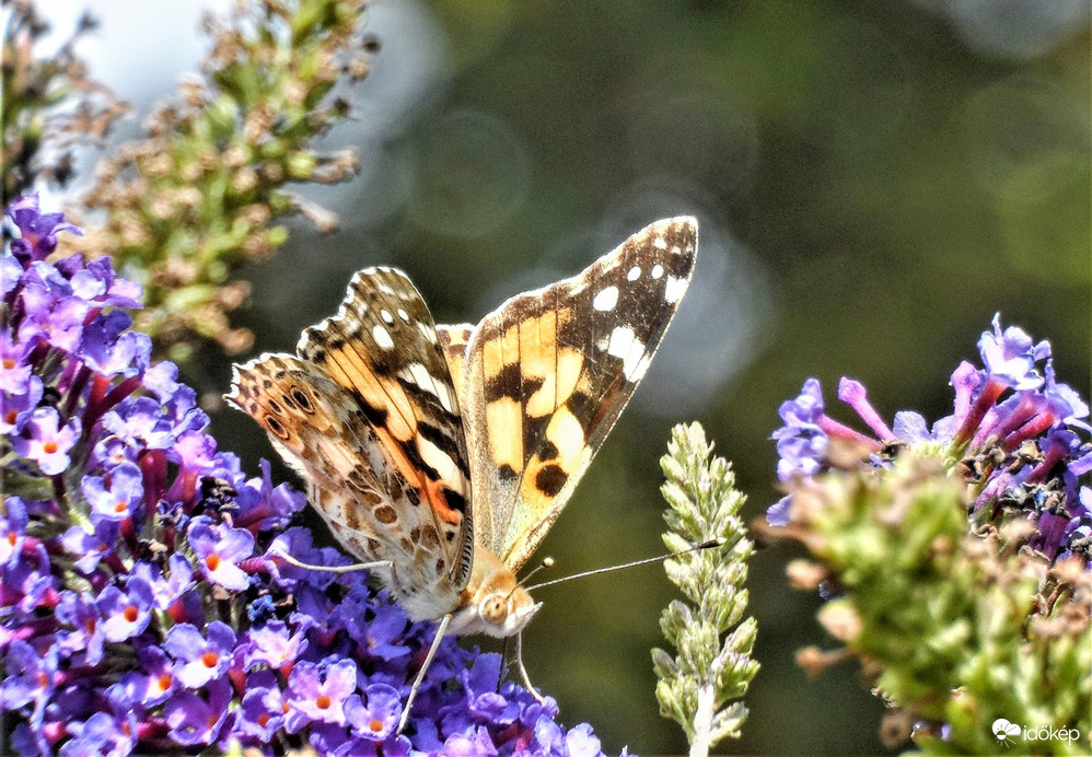 ma csak egy bogáncslepkét láttam itt