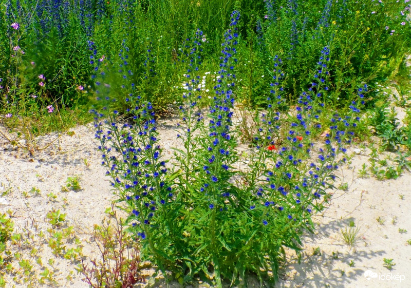 kígyószisz a parlagon