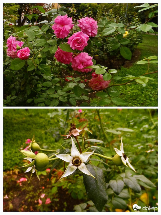 rózsás