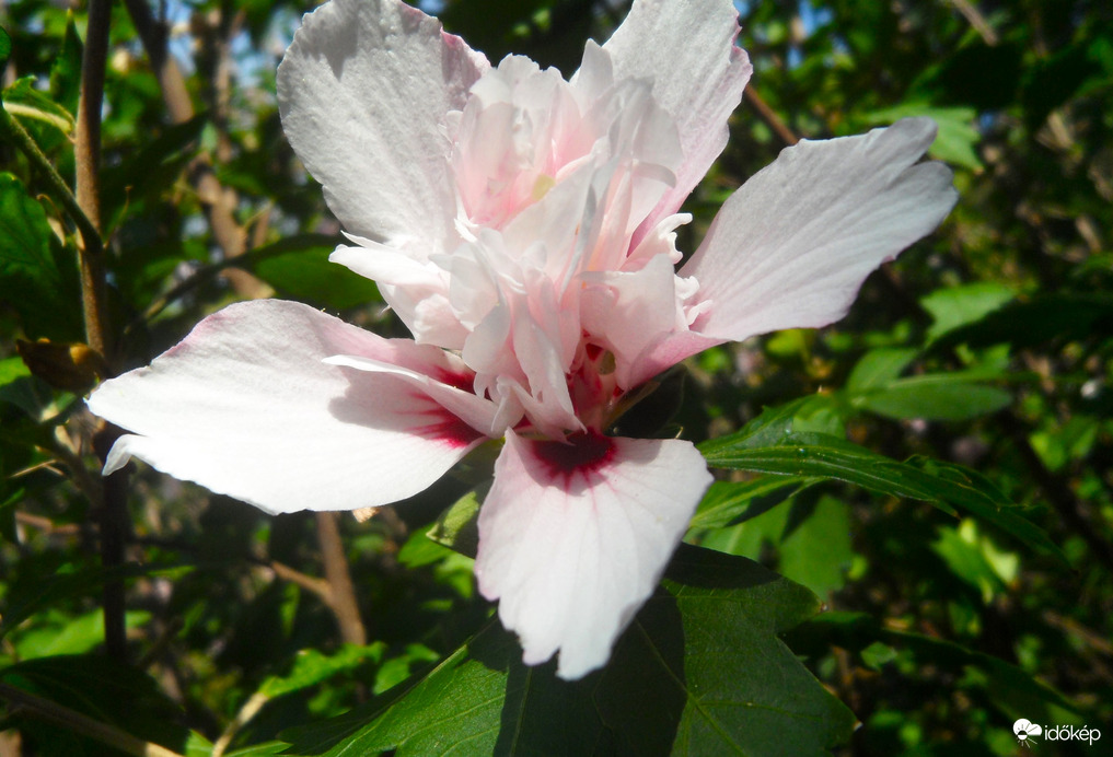 duplavirágú hibiszkusz