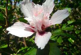 duplavirágú hibiszkusz
