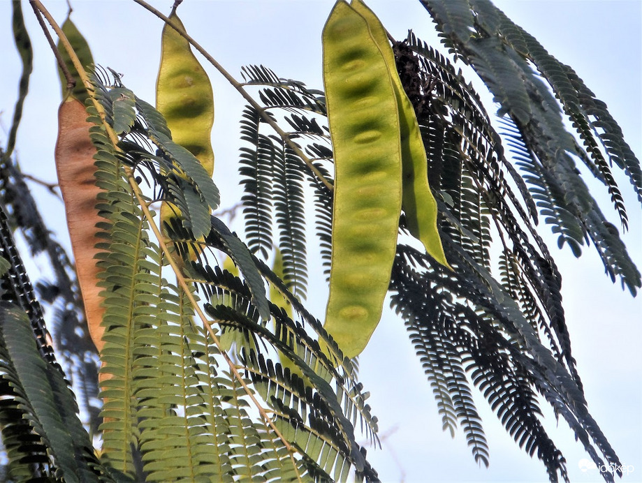 selyemakác októberben