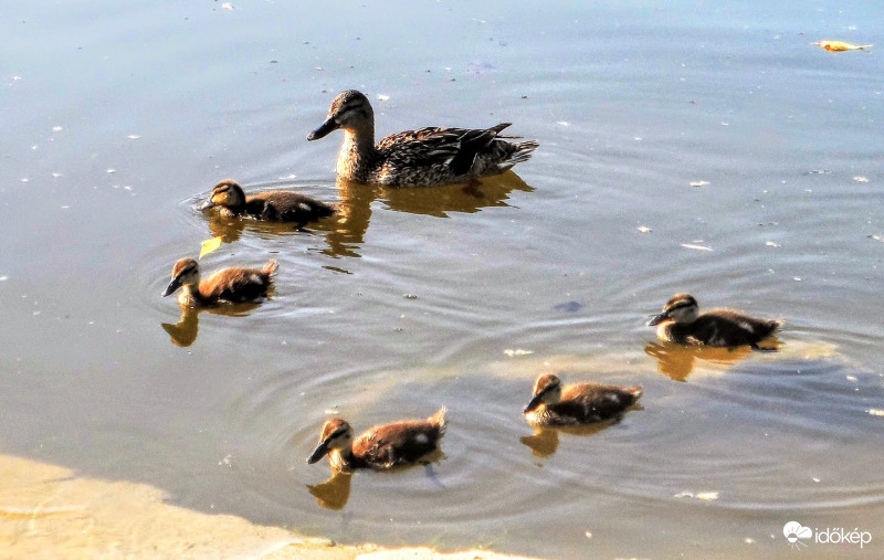 az idei elsők az öbölben 