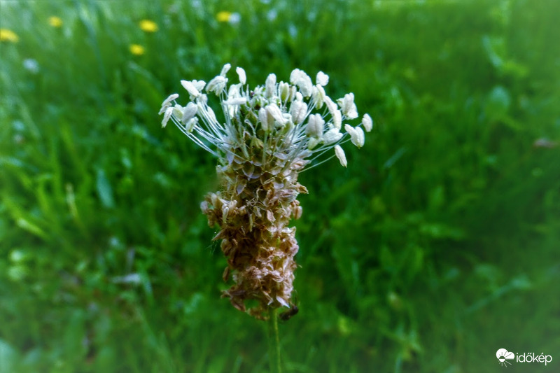 utifű virága