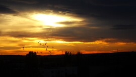 kmo fotója