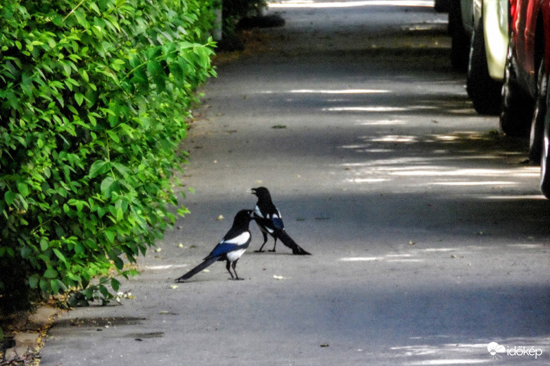 a városi madaraknak is melegük van 