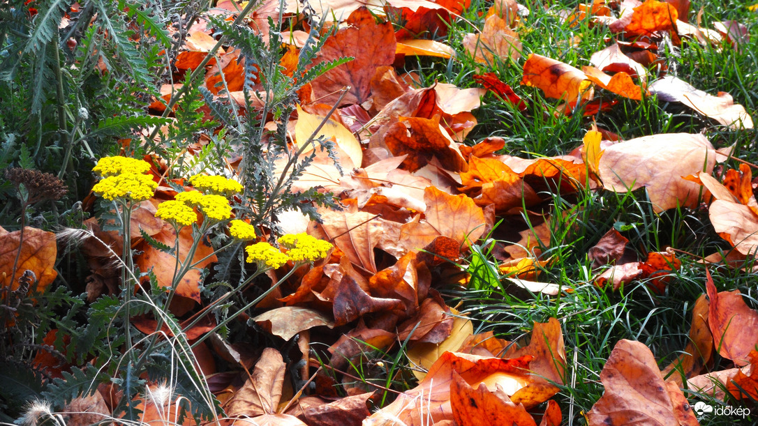 nemsokára összeseprik