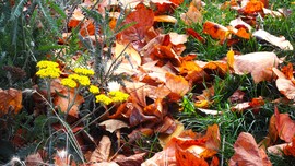 nemsokára összeseprik