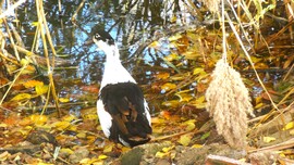 régi ismerős a Feneketlen tó-nál.