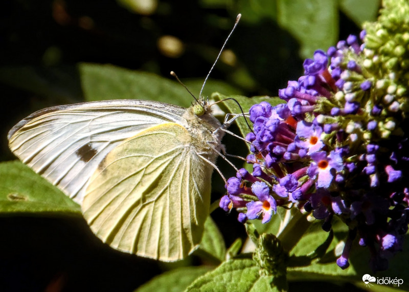 nyilik a nyáriorgona, talán jönnek  a lepkék is