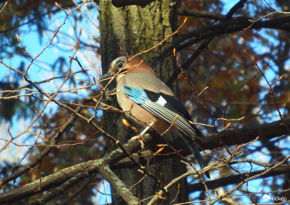 szajkó a szigetről