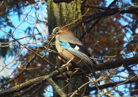 szajkó a szigetről