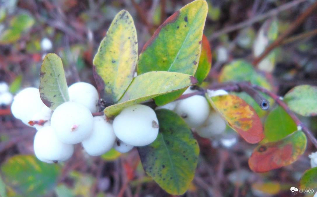 hóbogyó