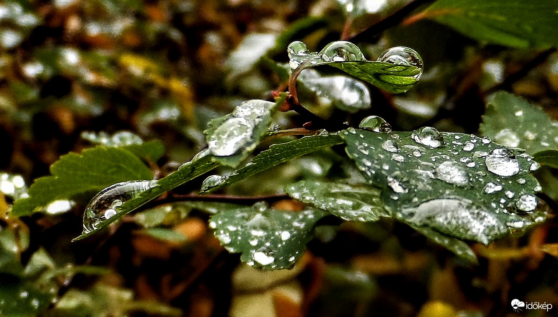 gyöngyeső