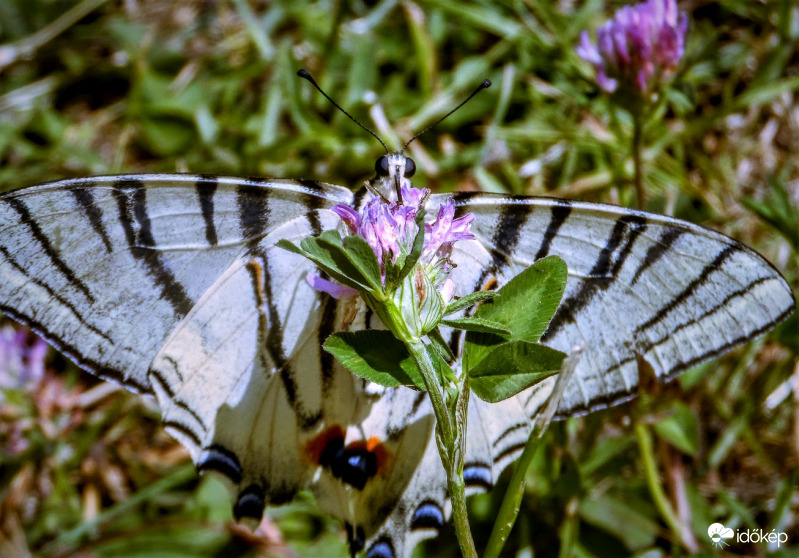 kardos lepke