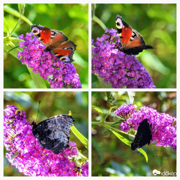 mai lepkevadászat szerény eredménye