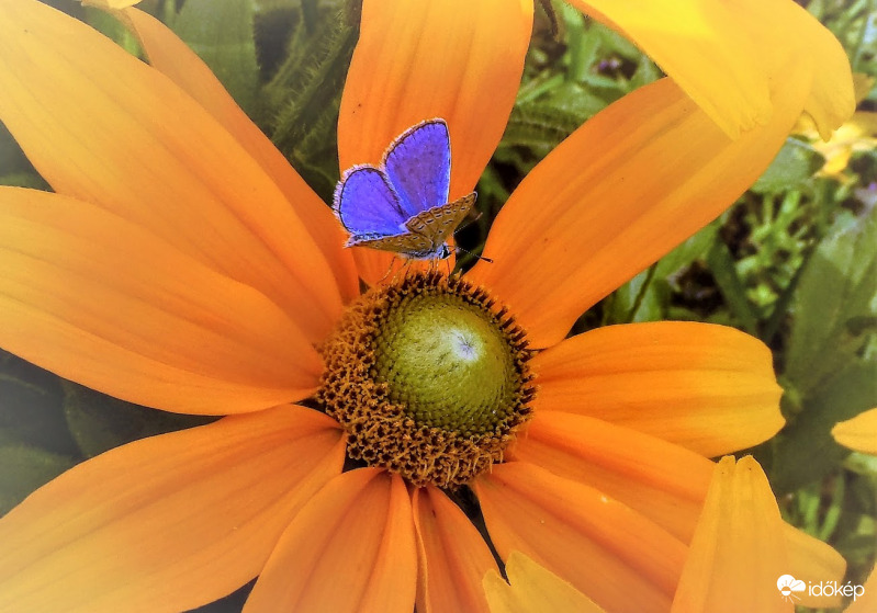 szépre szállt a boglárka