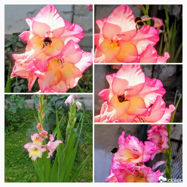 kardvirágon gyűjtögető