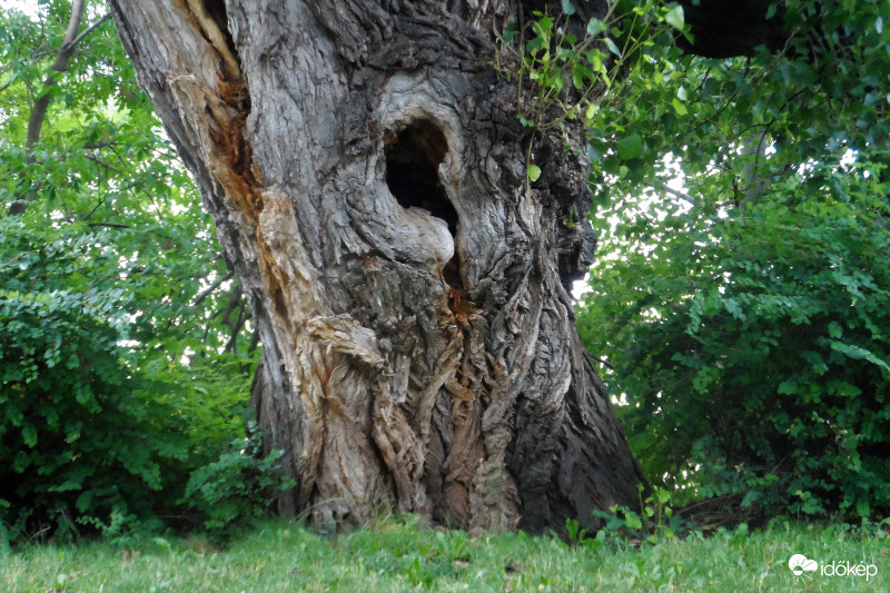 öreg fa