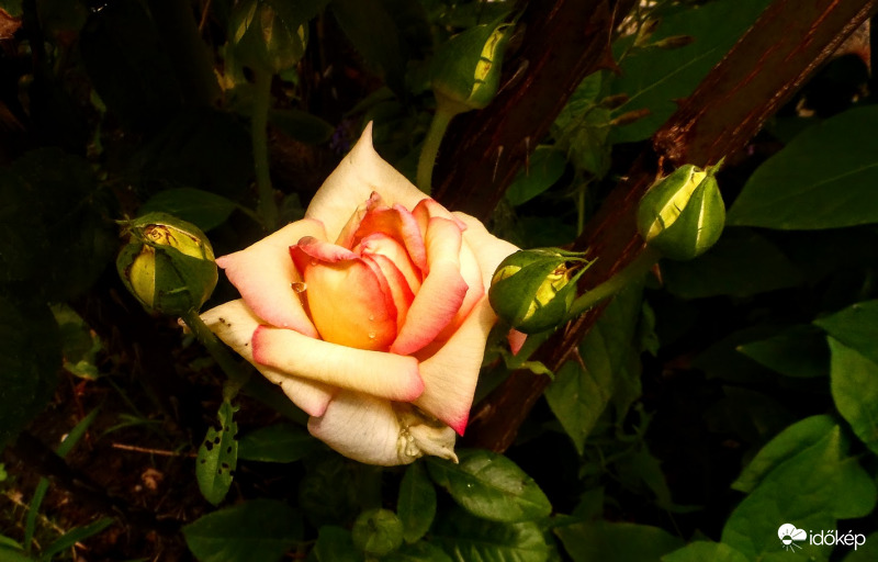 rózsabimbók eső után