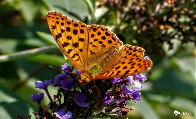 gyöngyházlepke