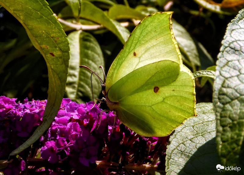 végre leszállt a citromlepke