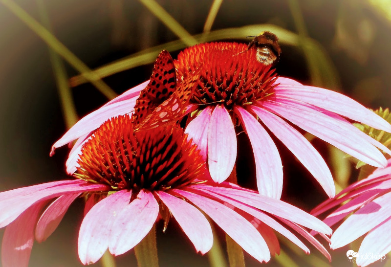 két vendég a virágon