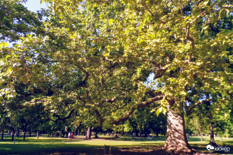 terebélyes platán