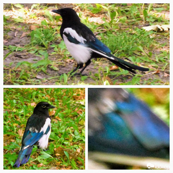 csak a tarkafarkú szarka farka tarka