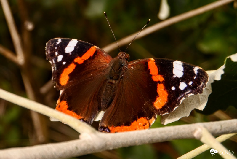atalanta(admirális) lepke