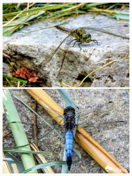 kövön melegedő szitakötők