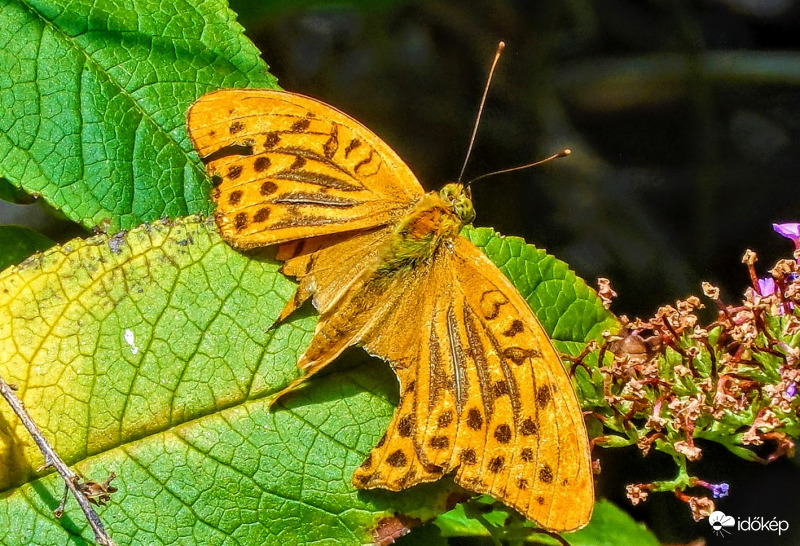 megtépázott  lepke