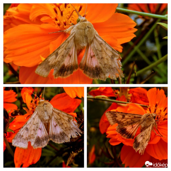 a napokban sokat látni ezekből a lepkékből