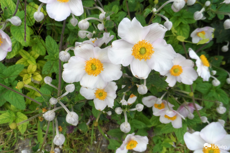 japán szellőrózsa