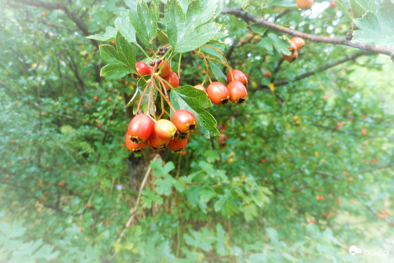 érőfélben a galagonya