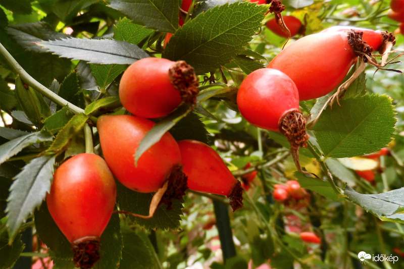 csipkerózsa termés