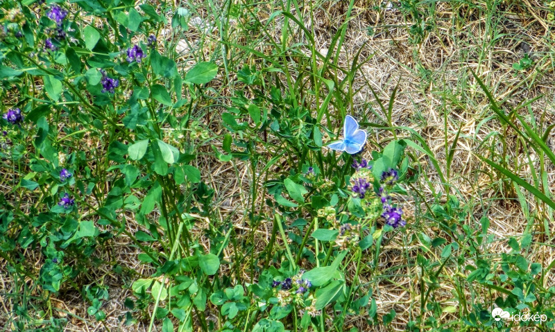 bogi méretarányosan