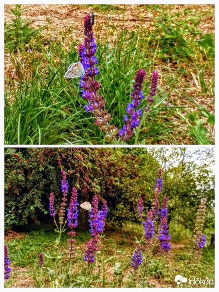 zsályák vendéggel