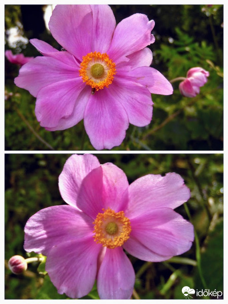 japán szellőrózsa