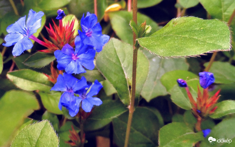 tarackoló kékgyökér