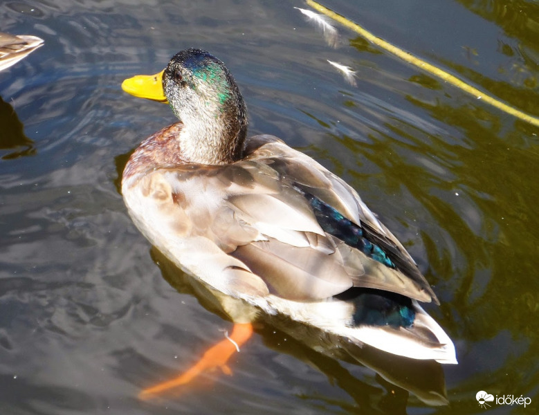 színesednek a gácsérok