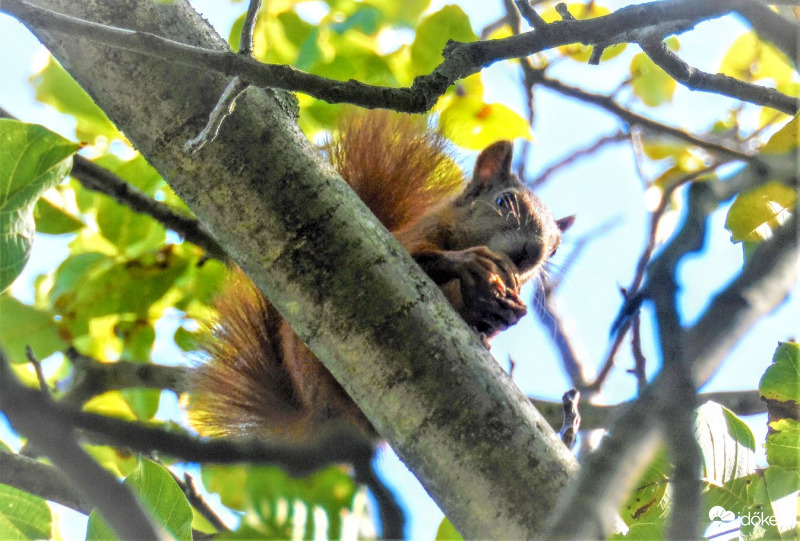 diót ropogtató a magasban