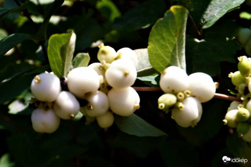 hóbogyó
