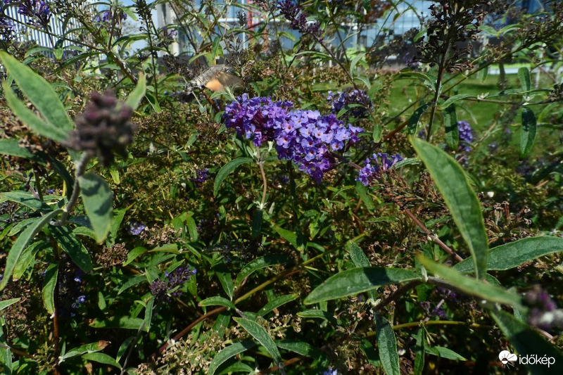  a szender lemerült akkuval zoomolás nélkül