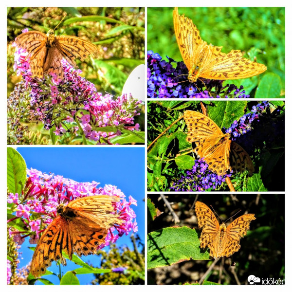 megtépett gyöngyházlepke