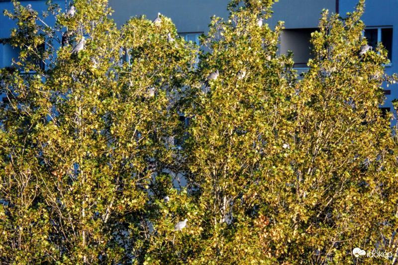 távoli fa koronáján megpihenő vádorló csapat