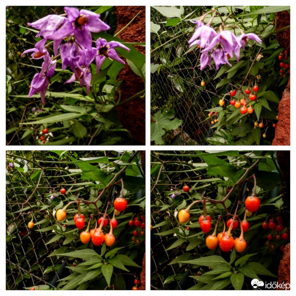 piros ebszőlő, csucsor